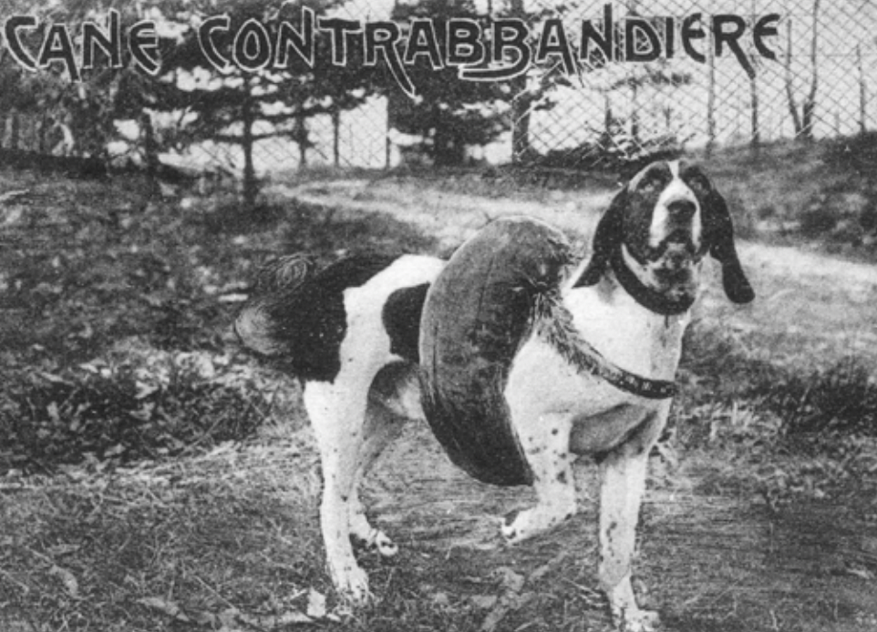 La storia dei cani contrabbandieri e dei cani finanzieri e quell’idea (sfumata) di un centro di addestramento all’ex idroscalo di Sesto Calende