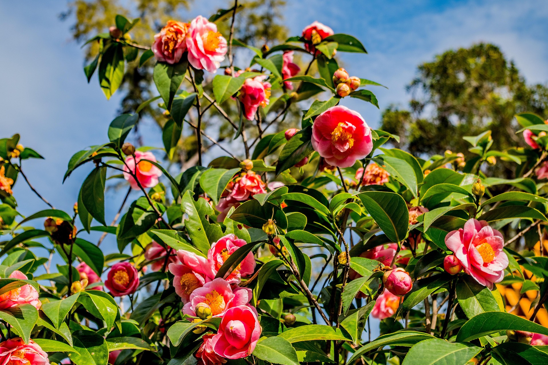 Originarie dell’Oriente, di casa sui laghi. Tre eventi di primavera per conoscere il mondo delle camelie